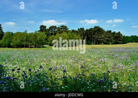 Redhill Park, Bournemouth, Regno Unito. 19 giugno 2017. Caldo e soleggiato prosperare la vita selvatica. Credito: Ajit stoppino/Alamy Live News Foto Stock