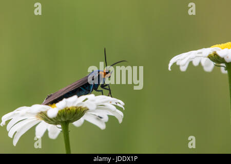 Yellow-Collared Scape Moth Foto Stock