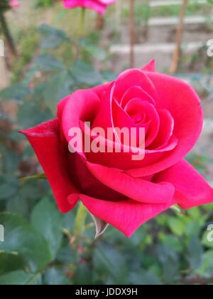 Primo piano di Red Flower Foto Stock