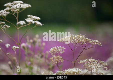 Piccoli fiori bianchi isolati contro uno sfondo colorato. Foto Stock