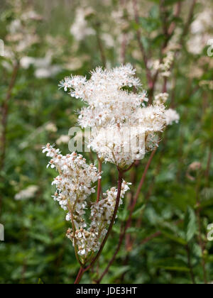 Torreggianti fiori bianchi in presenza di luce solare e di erba prato Spiraea spirea alba Foto Stock