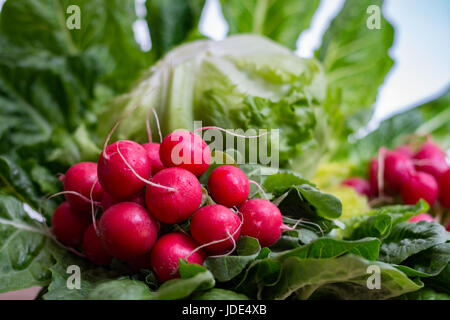 Gli ingredienti freschi per una sana insalata - organico radicchio rosso e insalata verde Foto Stock