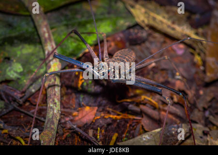 Frustino Scorpion camminando verso il telespettatore attraverso le foglie asciutte, frusta Scorpion amblypygi all'interno del bosco di Cuyabeno Parco Nazionale, in Ecuador. Foto Stock