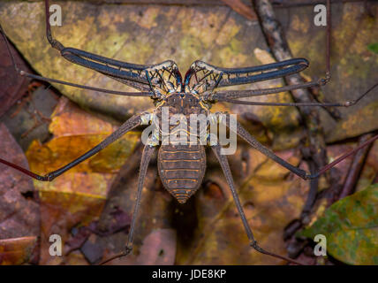 Frustino Scorpion camminando verso il telespettatore attraverso le foglie asciutte, frusta Scorpion amblypygi all'interno del bosco di Cuyabeno Parco Nazionale, in Ecuador. Foto Stock