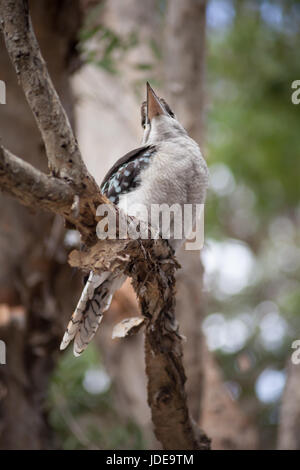 Close-up di kooraburra appollaiato su un ramo di albero, Fraser Island, in Australia Foto Stock