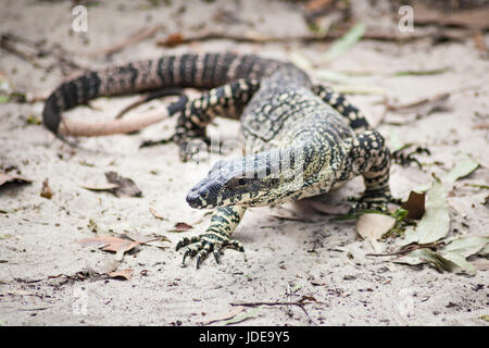 Close-up di sabbia goana Fraser Island, in Australia Foto Stock