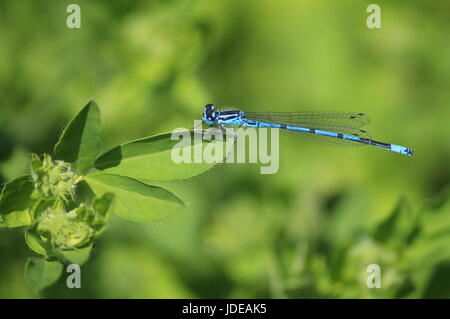 Comune maschio blu damselfly appollaiato sul bordo del verde brillante con foglie di colore verde brillante background frondosi Foto Stock