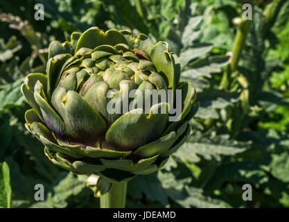 Close up green globe flowerhead di carciofo, Cynara cardunculus, East Lothian, Scozia, Regno Unito Foto Stock