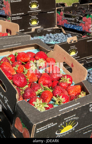 Pinte di fragole, mirtilli e more per la vendita in un mercato degli agricoltori in Issaquah, Washington, Stati Uniti d'America Foto Stock