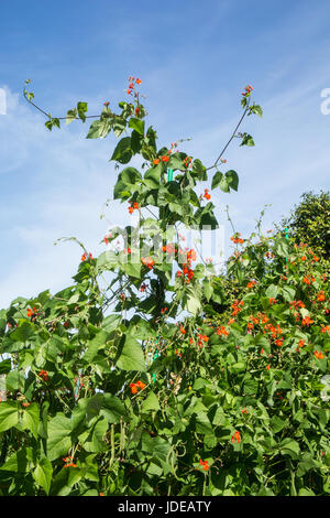 Scarlet Runner pole i fagioli con la fioritura, in Issaquah, Washington, Stati Uniti d'America Foto Stock