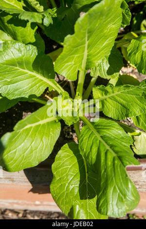 Komatsuna o senape giapponese spinaci (Brassica campestris), una verdura a foglia, crescendo a Bellevue, Washington, USA. Foto Stock