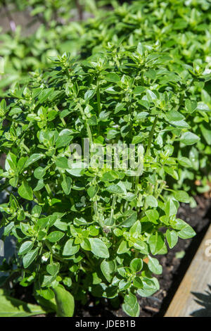 Basilico greco cresce a Bellevue, Washington, USA. Questi compact basilico piante formano un tumulo di piccole foglie verdi con intenso sapore perfetto per carni Foto Stock