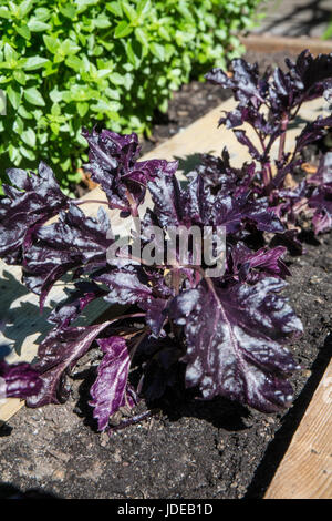 Purple Ruffles basilico coltivazione di piante a Bellevue, Washington, USA. Questo potente basilico pigmentato ha foglie lucide e mantiene la sua vivace, colore viola Foto Stock