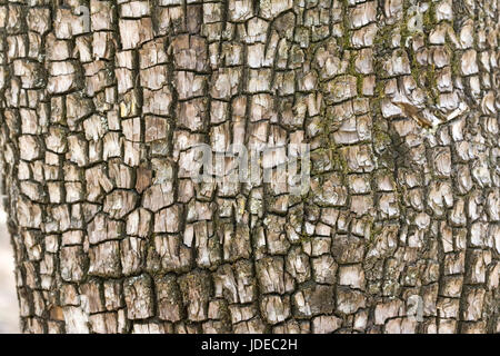 Alligatore Ginepro Juniperus deppeana Tucson, Arizona, Stati Uniti 16 giugno Cupressaceae Foto Stock