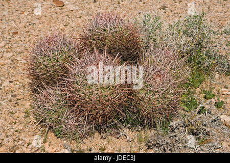 Echinocactus polycephalus, molte teste cilindro Lago Mead Recreation Area, northwestern Arizona Foto Stock