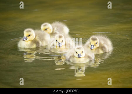 Cinque giorni di età neonato, Canada Goose goslings (Branta canadensis) nuotare in un stagno. Edmonton, Alberta, Canada. Foto Stock