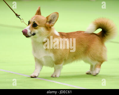 Welsh Corgi Pembroke in esposizioni Foto Stock