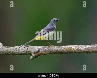 Grigio femmina wagtail appollaiato Foto Stock