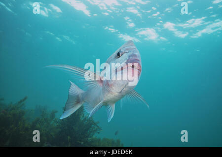 Vista frontale di adulto australasian snapper Pagrus auratus con la superficie del mare e le alghe in background. Foto Stock