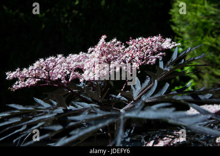 Sambucus nigra "pizzo nero' anziano o piante in fiore. Foto Stock