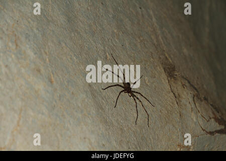 Il Granchio Gigante Spider - Heteropda vanatoria -sulla parete in una grotta in Laos Foto Stock