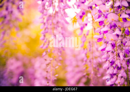 Bellissimi fiori sfondo. Molla di fiori di glicine sul naturale sfondo sfocato Foto Stock