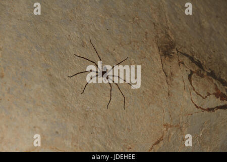 Il Granchio Gigante Spider - Heteropda vanatoria -sulla parete in una grotta in Laos Foto Stock