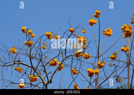 Argento struttura a campana Foto Stock