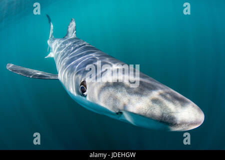 Blue Shark, Prionace glauca, Massachusetts, Cape Cod, STATI UNITI D'AMERICA Foto Stock