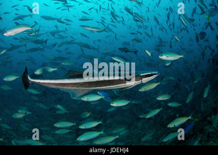 Snello Suckerfish, Echeneis naucrates, Oceano Pacifico del Sud, Isole Figi Foto Stock