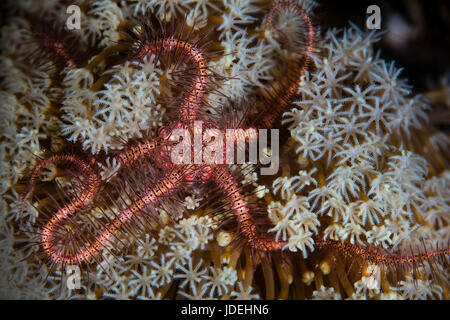 Fragili stelle marine, Ophiotrix, Parco Nazionale di Komodo, Indonesia Foto Stock