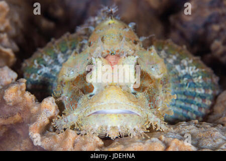 Tasseled scorfani, Scorpaenopsis oxycephala, Parco Nazionale di Komodo, Indonesia Foto Stock