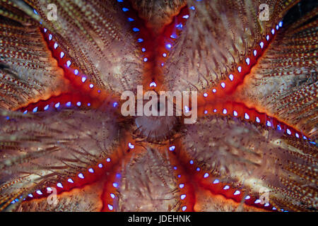 Dettaglio del fuoco dei ricci di mare, Astropyga radiata, Parco Nazionale di Komodo, Indonesia Foto Stock