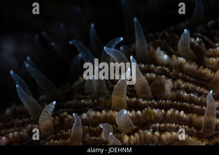 Polpyps di corallo a fungo, Fungia sp., Parco Nazionale di Komodo, Indonesia Foto Stock