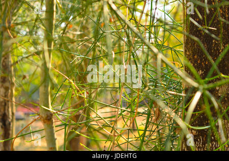 Euphorbia tirucalli (matita albero) Foto Stock