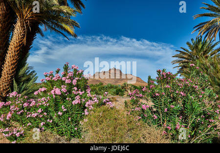 Paesaggio di montagna di Jbel Kissane con palme vicino a Agdz nella Valle di Draa Marocco Foto Stock