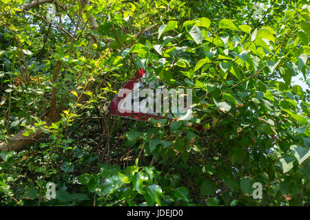 I bambini della scuola attraversando un cartello di segnalazione con cartello stradale oscurati da alberi ricoperta di boccole Foto Stock
