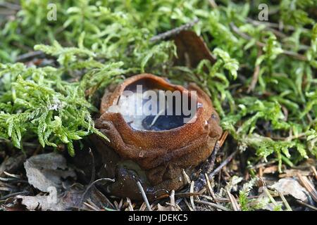 Charred-Pancake Cup, noto anche come streghe paiolo di rame Foto Stock