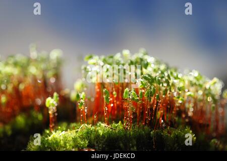 Le capsule di spore di un verde muschio, Pohlia nutans Foto Stock