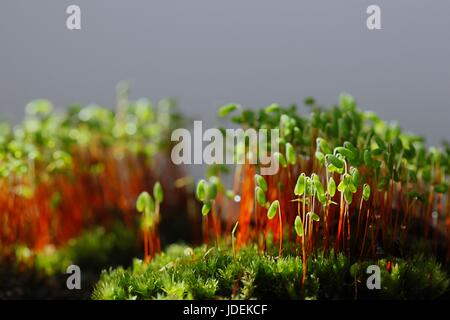 Le capsule di spore di un verde muschio, Pohlia nutans Foto Stock