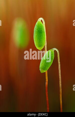 Le capsule di spore di un muschio, Pohlia nutans Foto Stock