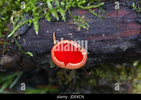 Scarlet elfcup, Sarcoscypha austriaca Foto Stock