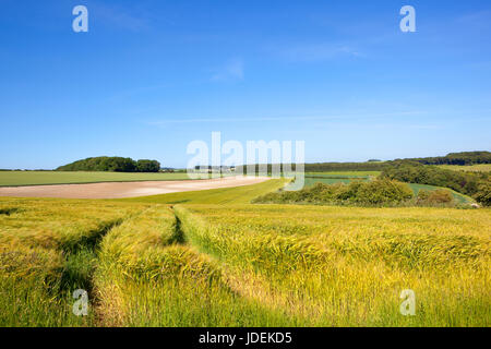 Una maturazione d'oro raccolto di orzo con scenic campi e boschi nel yorkshire wolds sotto un cielo blu in estate Foto Stock