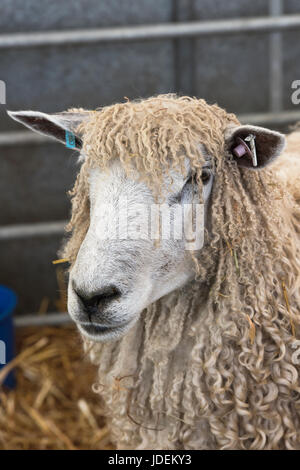 Ovis aries. Pecore Cotswold in mostra ad uno spettacolo agricolo. REGNO UNITO Foto Stock