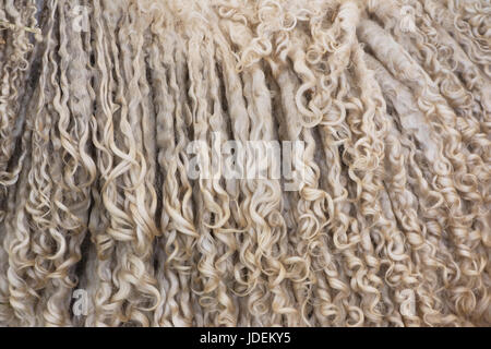 Ovis aries. Lana di pecora di Cotswold in mostra al Tan Agricultural show. REGNO UNITO Foto Stock