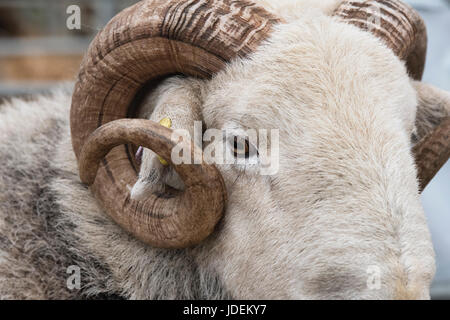 Ovis aries. Herdwick RAM in mostra ad uno spettacolo agricolo. REGNO UNITO Foto Stock