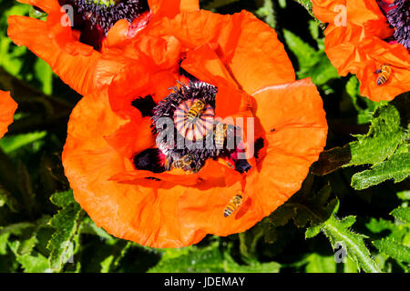 Comune di bee su orange Colore rosso papavero in piena fioritura; Papaveroideae; Papaveraceae; Salida; Colorado; USA Foto Stock
