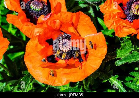 Comune di bee su orange Colore rosso papavero in piena fioritura; Papaveroideae; Papaveraceae; Salida; Colorado; USA Foto Stock