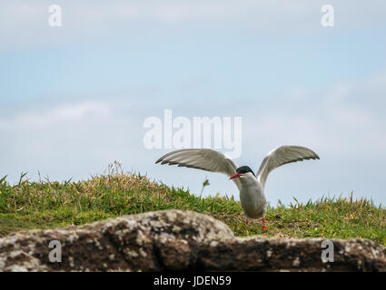 Arctic tern, Sterna paradisaea, sbattimenti le sue ali con il cicerello nel becco, Isola di maggio, Firth of Forth, Scotland, Regno Unito Foto Stock