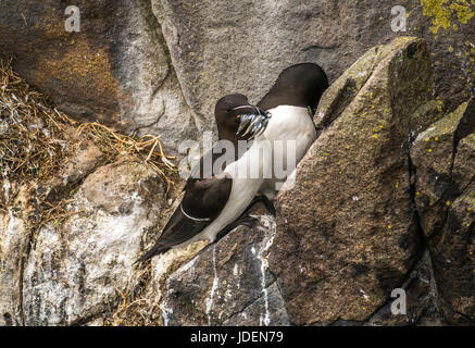 Coppia di Razorbbill, Alca Torda, nidificazione sulla scogliera protezione del pulcino, uno con anguille di sabbia in becco, Isola di ma, Firth of Forth, Scozia, Regno Unito Foto Stock